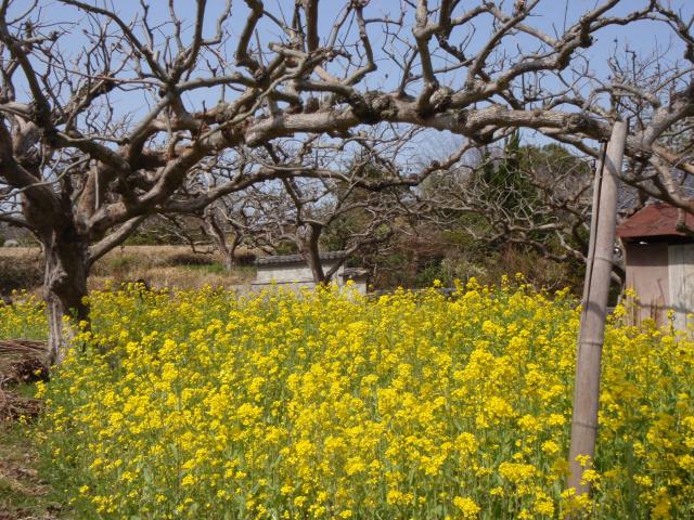 柿畑の菜の花