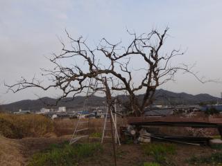 剪定済んで日が暮れて