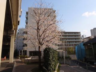 街角の桜