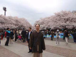 上野の桜