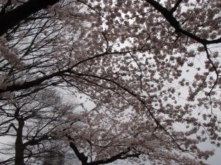花冷え