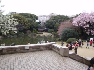 国立博物館の桜