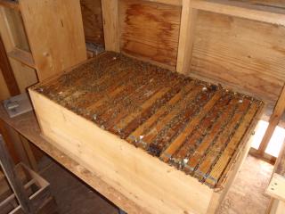 西洋ミツバチ20枚群