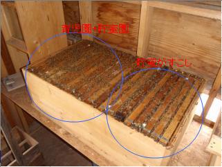 西洋ミツバチ20枚群