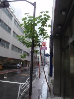 ど根性桐