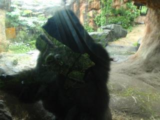 上野動物園ゴリラ