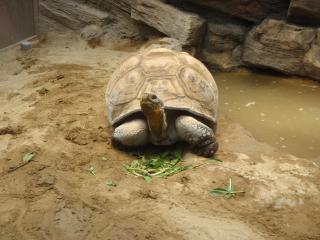 上野動物園ゾウガメ