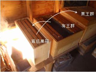 人工分蜂