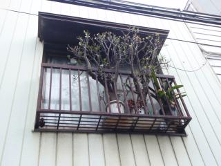 絡みつく金のなる木