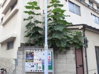 上野の桐