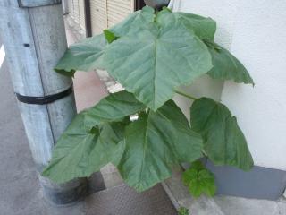 上野の桐
