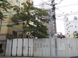 上野の桐