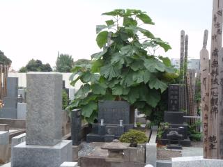 谷中霊園の桐