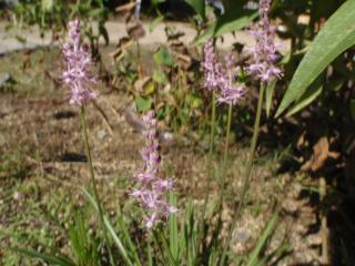 ツルボの花