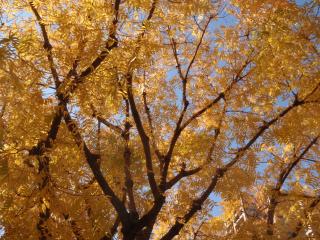 紅葉した木