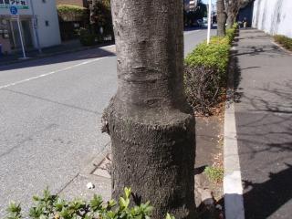 街路樹