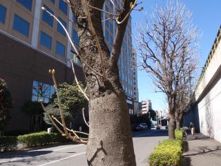 街路樹