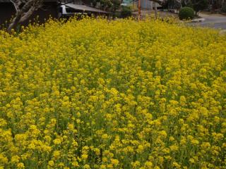 ミツバチの菜の花畑