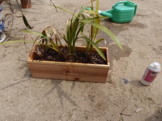 シンビジュームを植えた