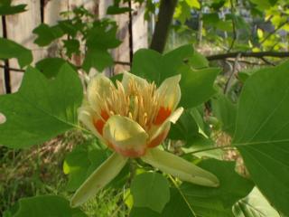 ユリノキの花