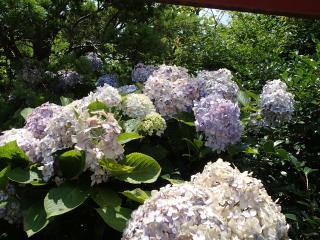 あじさいの花