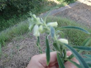 ゴマの花が終わる
