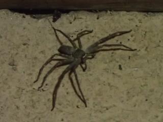 アシダカグモ