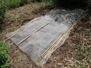 種まきしたダイコン