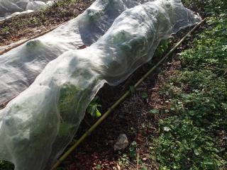 成長したダイコン"