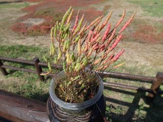 アッケシソウの鉢植え