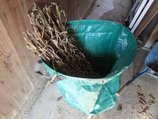 ゴマの脱穀作業中