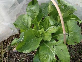 寒冷紗で保護した白菜