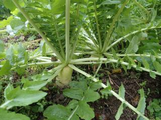 食べごろのダイコン