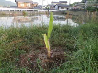 バショウの苗