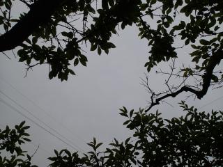 木陰を見上げる