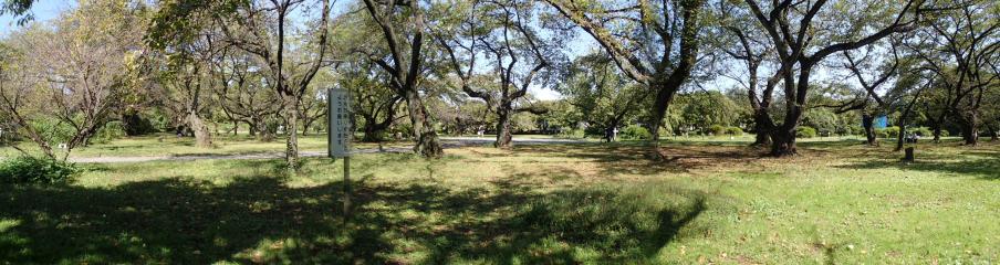 小石川植物園の広場