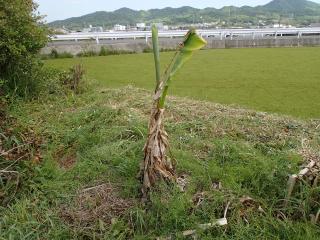 バショウの苗