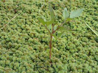 アカウキクサに生える雑草