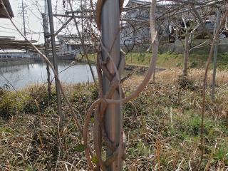 単管のさび