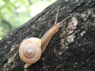 木の幹のカタツムリ