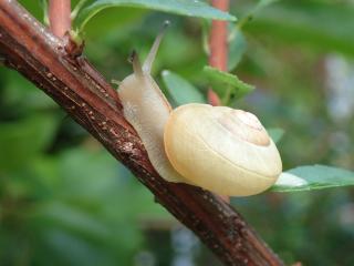 枝の上のカタツムリ