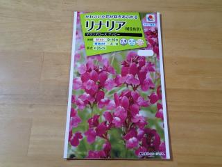 リナリアタキイ種苗