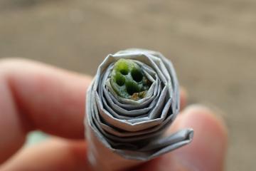 ハスの茎