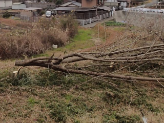 伐採した樹木