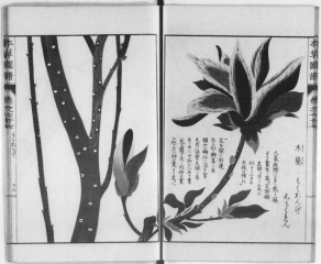 木蓮