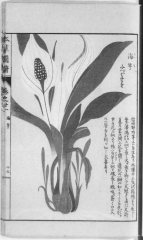 水芭蕉