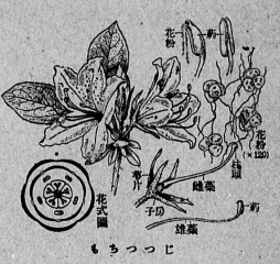 モチツツジ