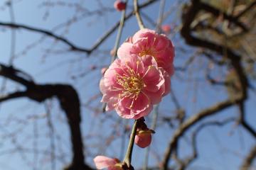 後楽園の梅