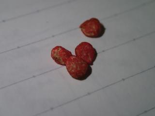 ほうれん草の種