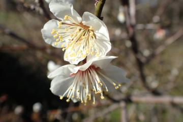 梅の花